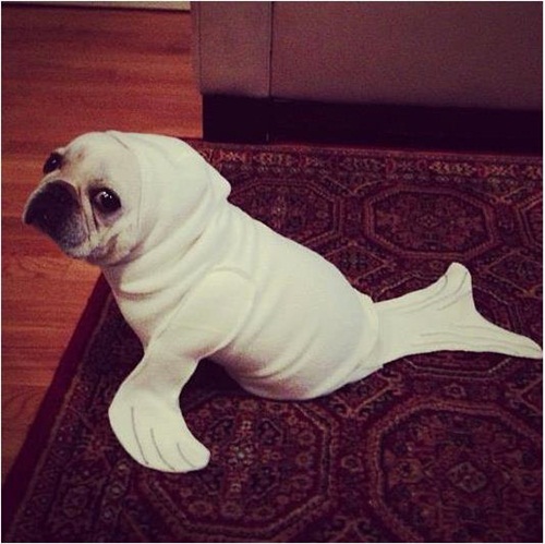 เมื่อสัตว์เลี้ยงใส่ชุดสัตว์ใต้น้ำ ความฮาจึงบังเกิด