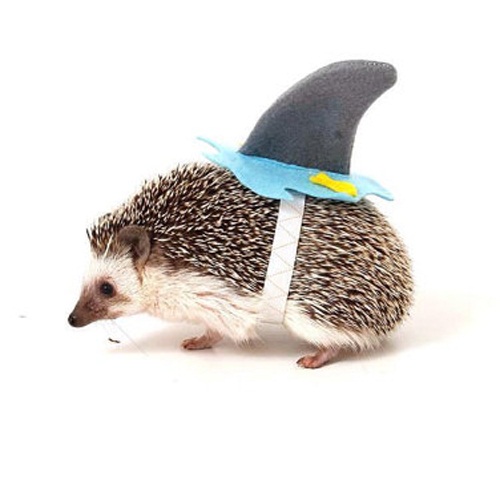 เมื่อสัตว์เลี้ยงใส่ชุดสัตว์ใต้น้ำ ความฮาจึงบังเกิด