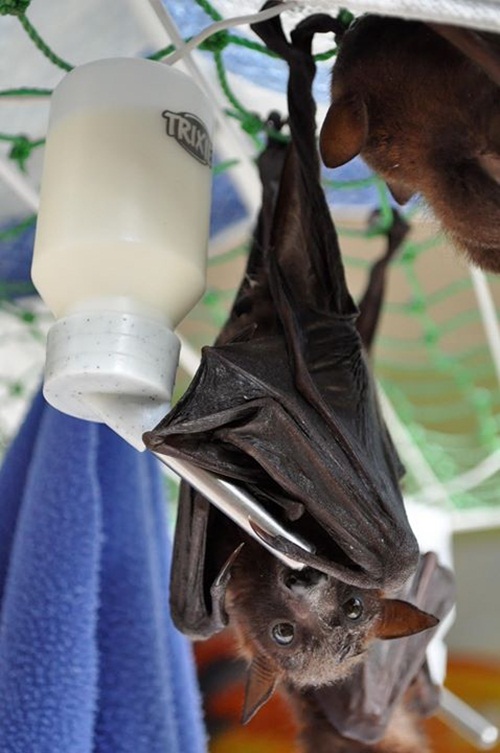 น่ารักอะ โรงพยาบาลค้างคาวในออสซี่ รับดูแลค้างคาวกำพร้า