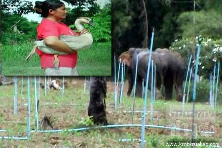 ช้างป่าพุ่งใส่ชาวบ้าน หลังห่านเพื่อนคู่หูถูกจับไป