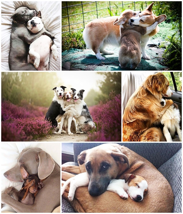 20 เพื่อนรักมะหมา ที่ซี้ปึ้กกันสุด ๆ น่ารักอะ