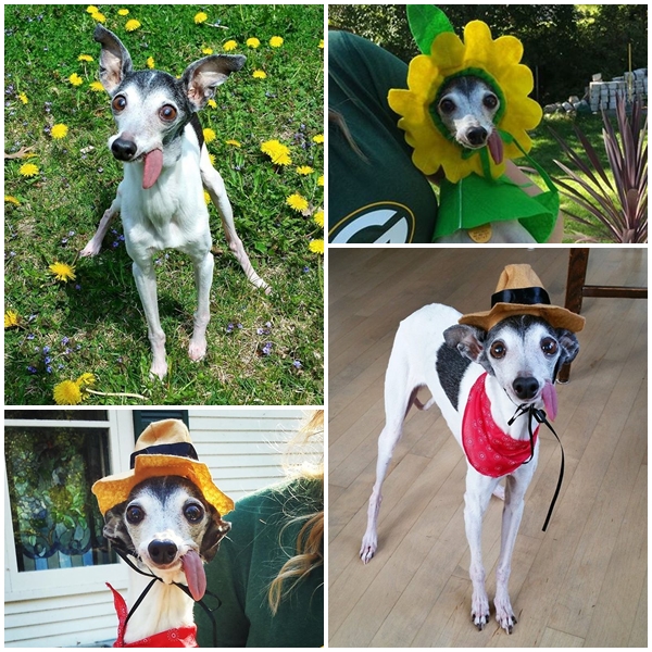 แซปป้า น้องหมาลิ้นห้อย เหมือนแอ๊บแบ๊วตลอดเวลาเลยนะ