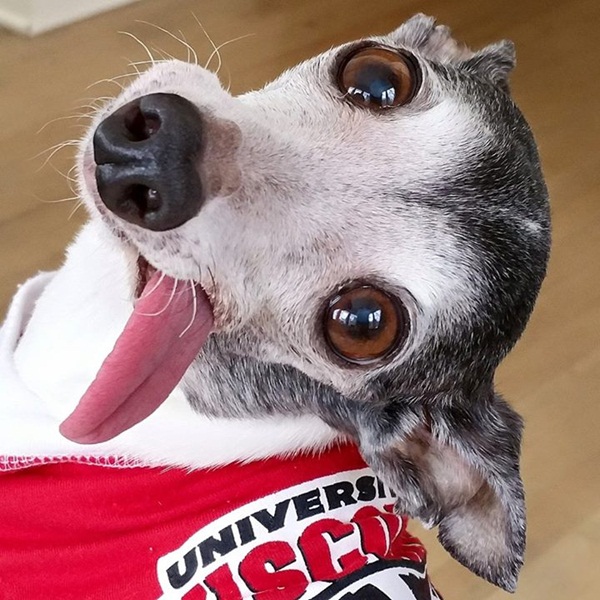 แซปป้า น้องหมาลิ้นห้อย เหมือนแอ๊บแบ๊วตลอดเวลาเลยนะ