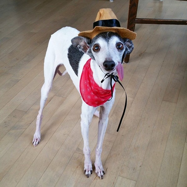 แซปป้า น้องหมาลิ้นห้อย เหมือนแอ๊บแบ๊วตลอดเวลาเลยนะ