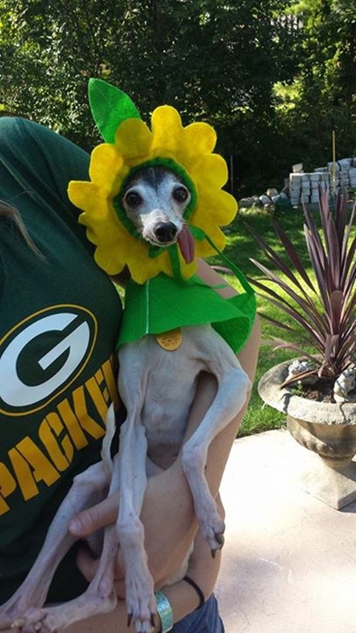 แซปป้า น้องหมาลิ้นห้อย เหมือนแอ๊บแบ๊วตลอดเวลาเลยนะ