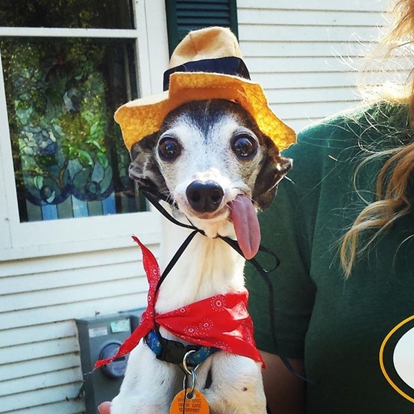 แซปป้า น้องหมาลิ้นห้อย เหมือนแอ๊บแบ๊วตลอดเวลาเลยนะ