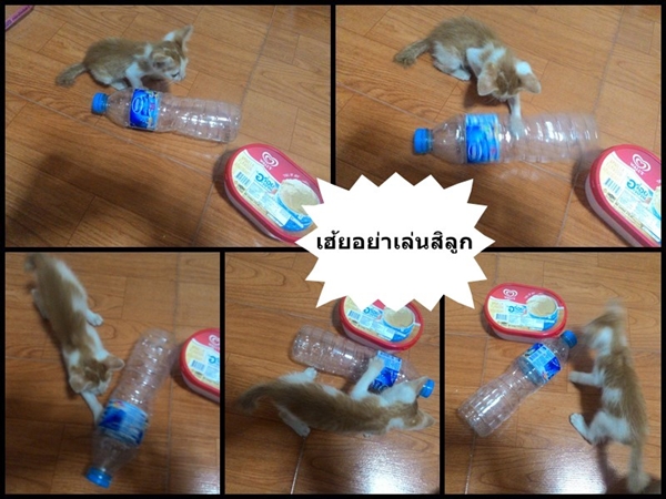 สอนทำที่ให้น้ำสัตว์เลี้ยง ด้วยงบ 0 บาท