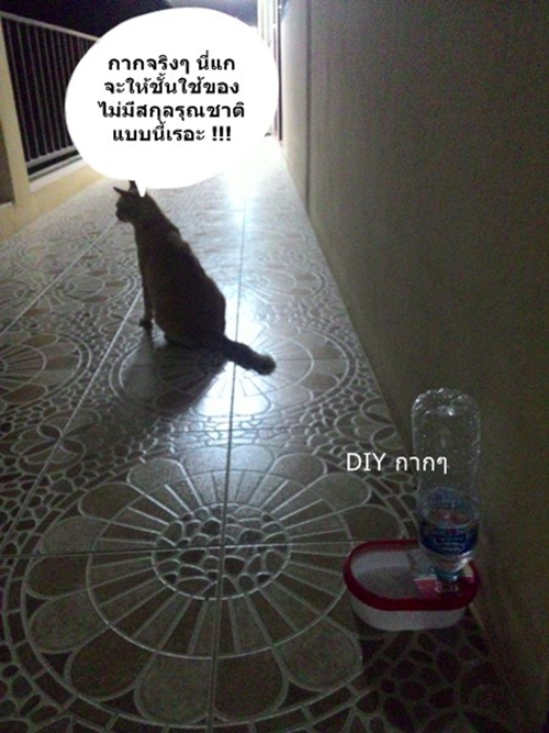 สอนทำที่ให้น้ำสัตว์เลี้ยง ด้วยงบ 0 บาท