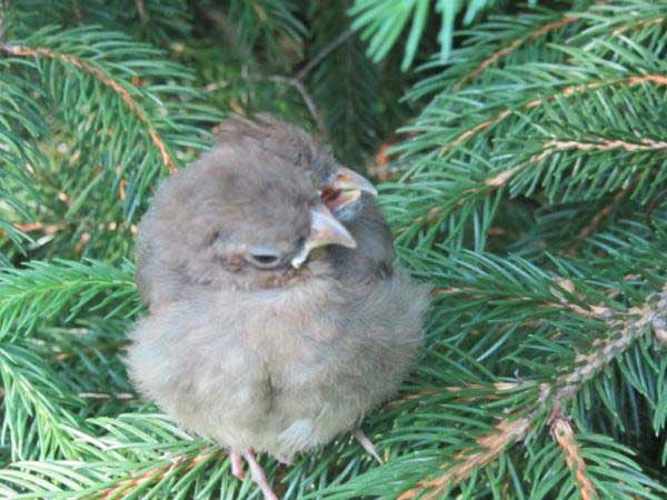 ฮือฮา! พบนกสองหัวตัวจริงในสหรัฐฯ