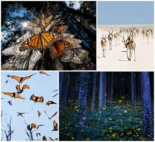 20 ภาพน่าทึ่งของสัตว์อพยพ ที่เห็นแล้วต้องว้าว