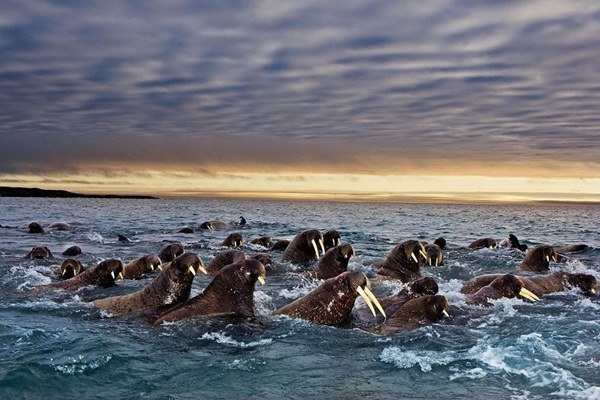 20 ภาพน่าทึ่งของสัตว์อพยพ ที่เห็นแล้วต้องว้าว