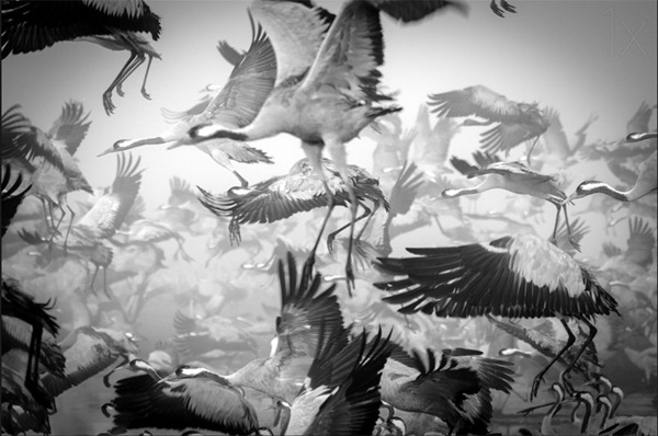 20 ภาพน่าทึ่งของสัตว์อพยพ ที่เห็นแล้วต้องว้าว