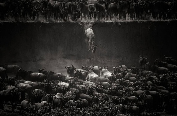 20 ภาพน่าทึ่งของสัตว์อพยพ ที่เห็นแล้วต้องว้าว