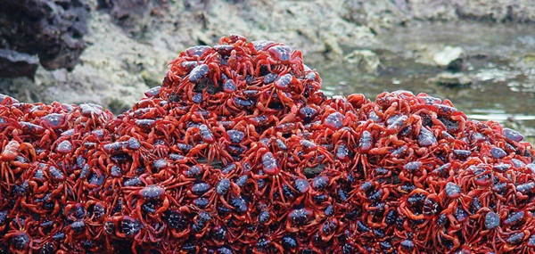 20 ภาพน่าทึ่งของสัตว์อพยพ ที่เห็นแล้วต้องว้าว