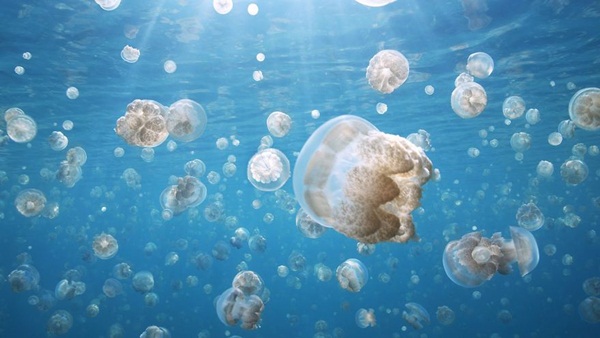 20 ภาพน่าทึ่งของสัตว์อพยพ ที่เห็นแล้วต้องว้าว