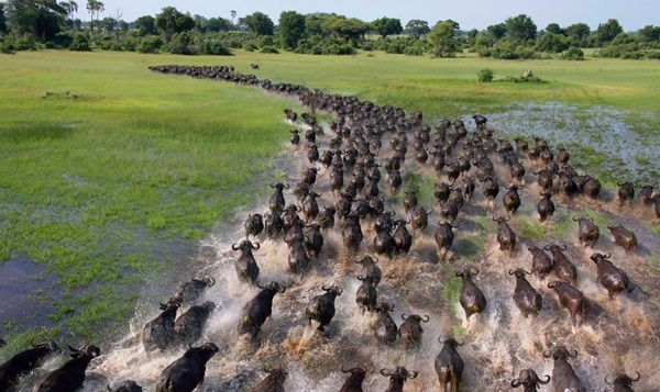 20 ภาพน่าทึ่งของสัตว์อพยพ ที่เห็นแล้วต้องว้าว