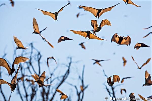 20 ภาพน่าทึ่งของสัตว์อพยพ ที่เห็นแล้วต้องว้าว