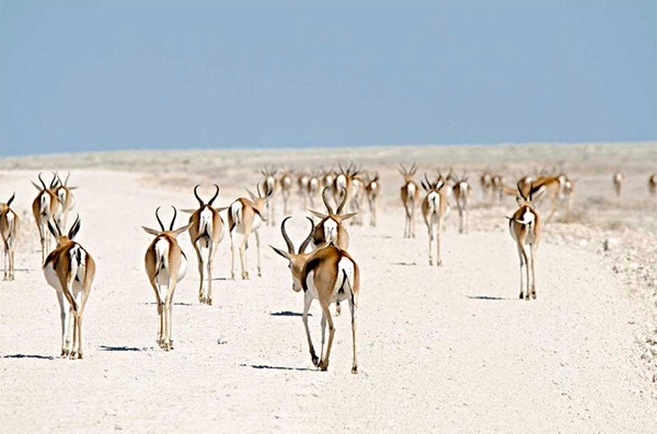 20 ภาพน่าทึ่งของสัตว์อพยพ ที่เห็นแล้วต้องว้าว