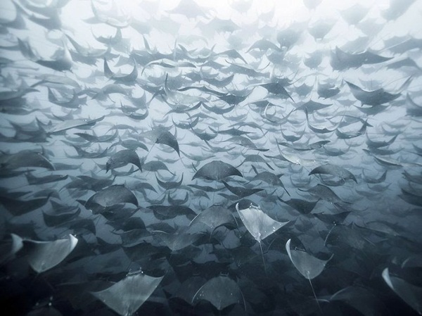 20 ภาพน่าทึ่งของสัตว์อพยพ ที่เห็นแล้วต้องว้าว
