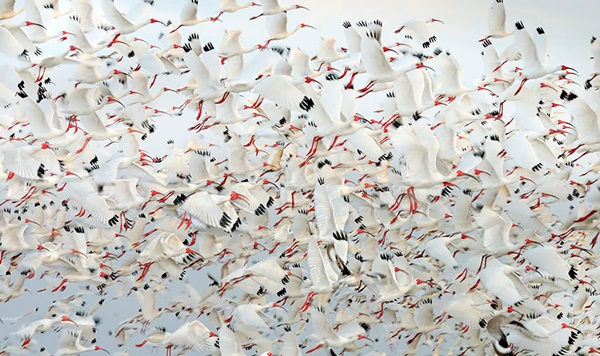 20 ภาพน่าทึ่งของสัตว์อพยพ ที่เห็นแล้วต้องว้าว