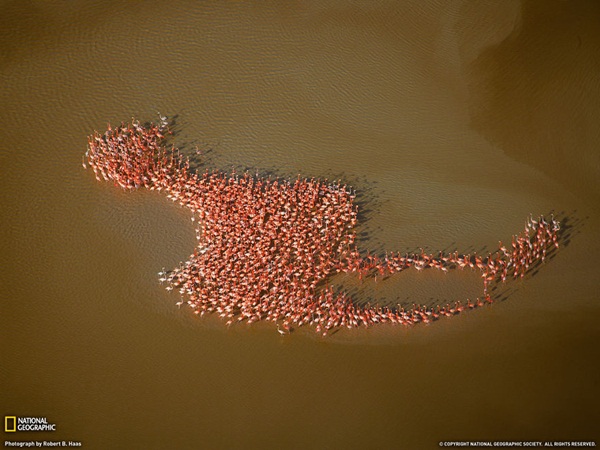 20 ภาพน่าทึ่งของสัตว์อพยพ ที่เห็นแล้วต้องว้าว