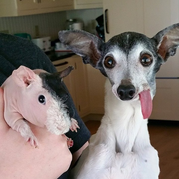 แซปป้า น้องหมาลิ้นห้อย เหมือนแอ๊บแบ๊วตลอดเวลาเลยนะ