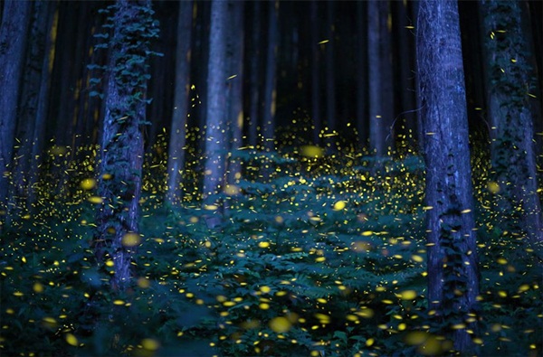 20 ภาพน่าทึ่งของสัตว์อพยพ ที่เห็นแล้วต้องว้าว