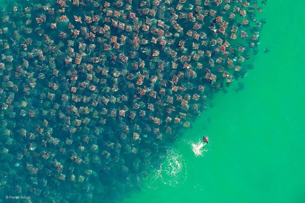 20 ภาพน่าทึ่งของสัตว์อพยพ ที่เห็นแล้วต้องว้าว
