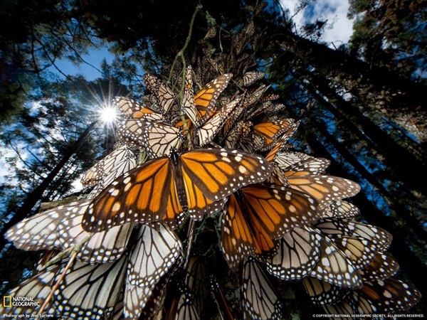 20 ภาพน่าทึ่งของสัตว์อพยพ ที่เห็นแล้วต้องว้าว