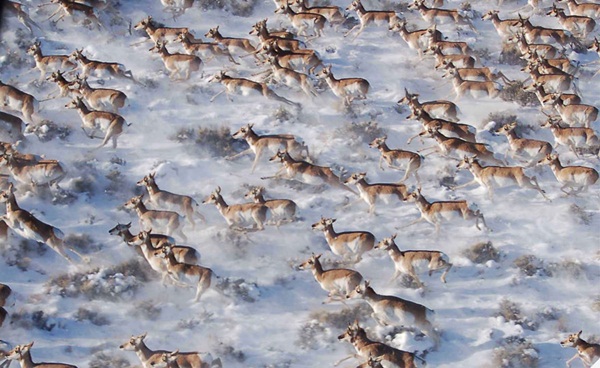 20 ภาพน่าทึ่งของสัตว์อพยพ ที่เห็นแล้วต้องว้าว