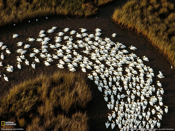 20 ภาพน่าทึ่งของสัตว์อพยพ ที่เห็นแล้วต้องว้าว