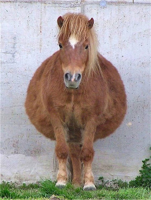 20 ภาพสัตว์โลกอุ้มท้อง ป่องจนเกือบกลมดิก