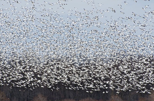 20 ภาพน่าทึ่งของสัตว์อพยพ ที่เห็นแล้วต้องว้าว