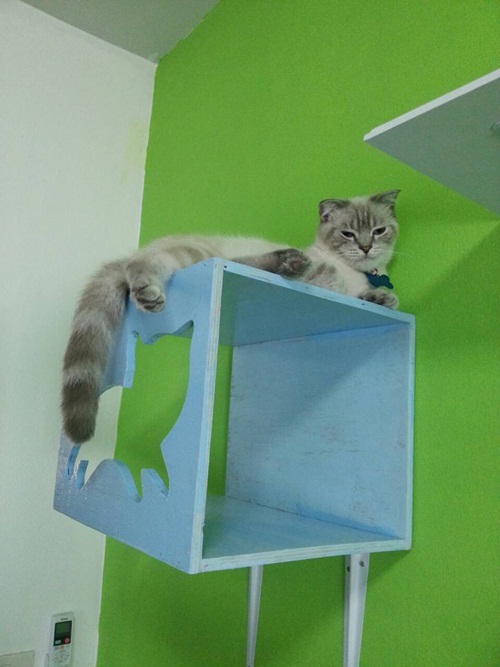 D.I.Y. ห้องนอนแมว ที่นอนแมว
