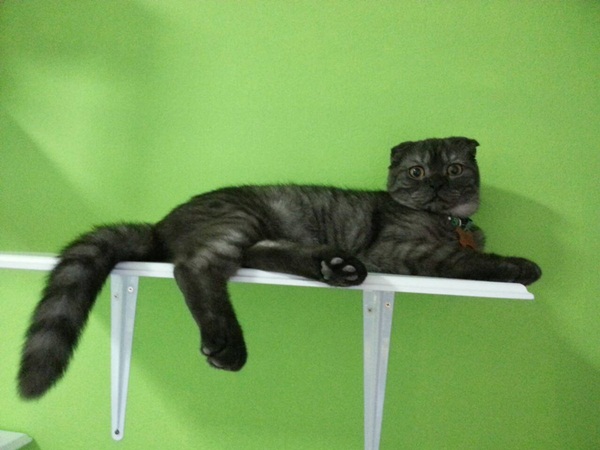 D.I.Y. ห้องนอนแมว ที่นอนแมว