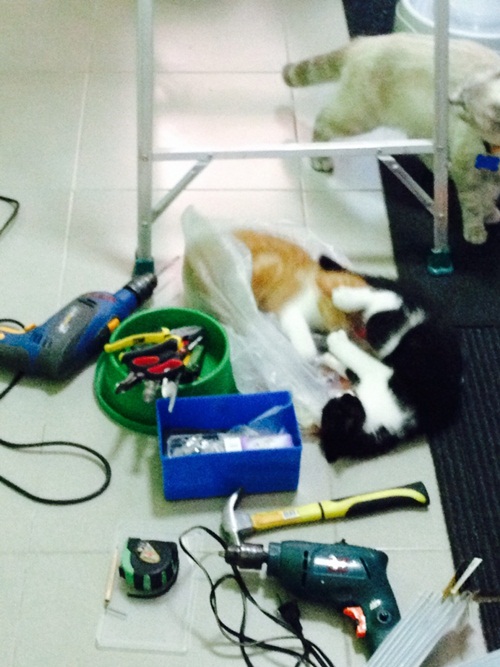 D.I.Y. ห้องนอนแมว ที่นอนแมว