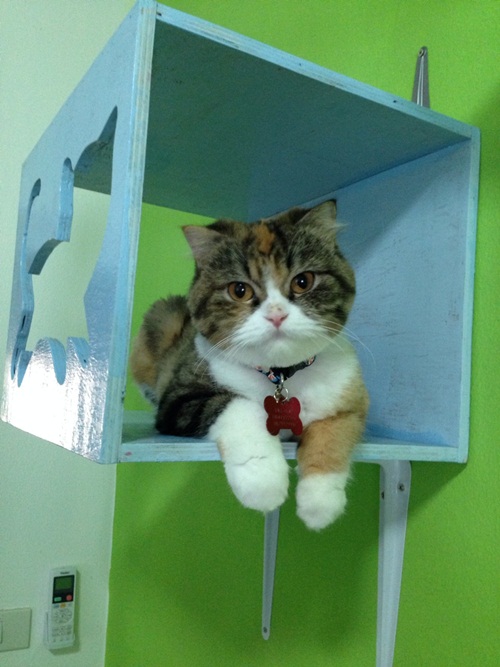 D.I.Y. ห้องนอนแมว ที่นอนแมว