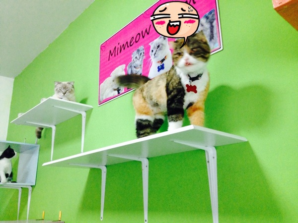 D.I.Y. ห้องนอนแมว ที่นอนแมว