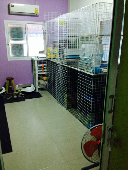 D.I.Y. ห้องนอนแมว ที่นอนแมว