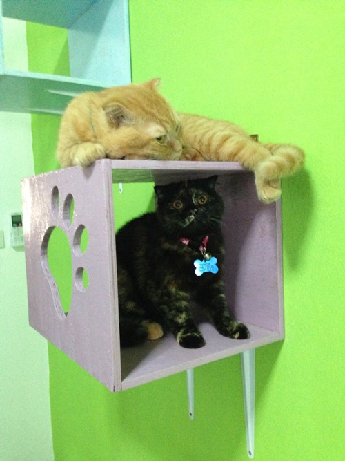 D.I.Y. ห้องนอนแมว ที่นอนแมว