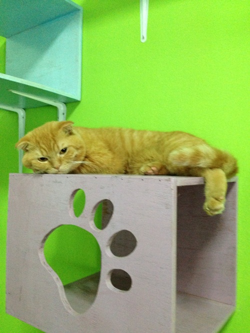 D.I.Y. ห้องนอนแมว ที่นอนแมว