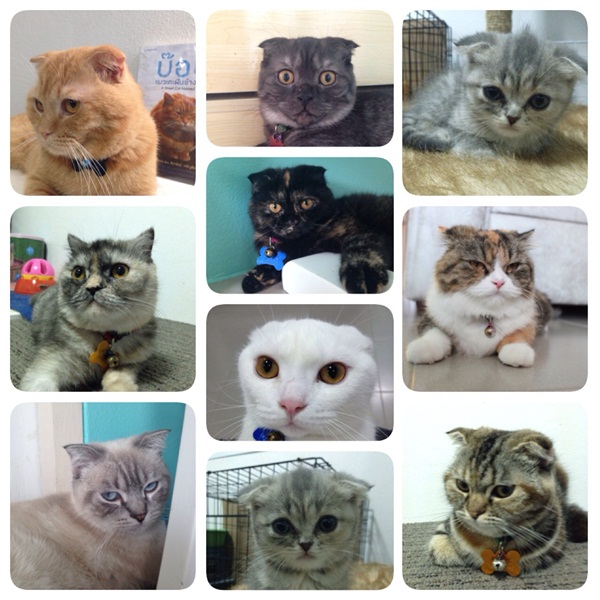 D.I.Y. ห้องนอนแมว ที่นอนแมว
