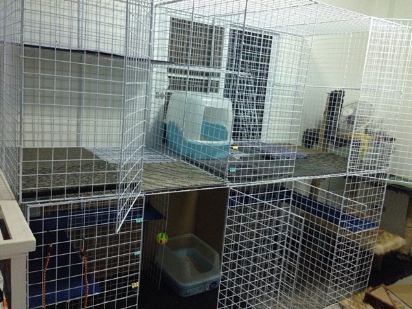 D.I.Y. ห้องนอนแมว ที่นอนแมว