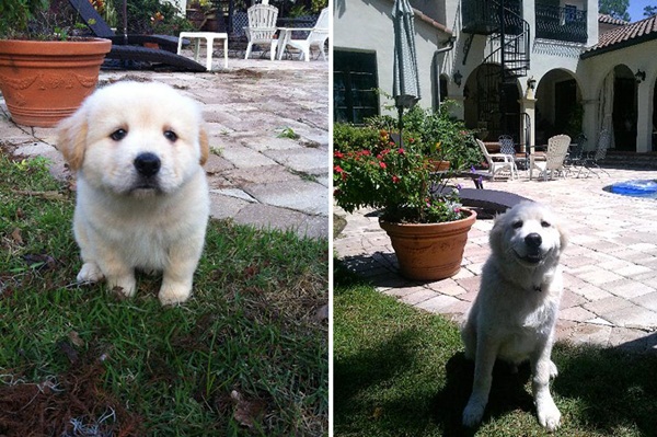  ภาพถ่าย Before After พัฒนาการน่ารัก ๆ ของน้องหมา