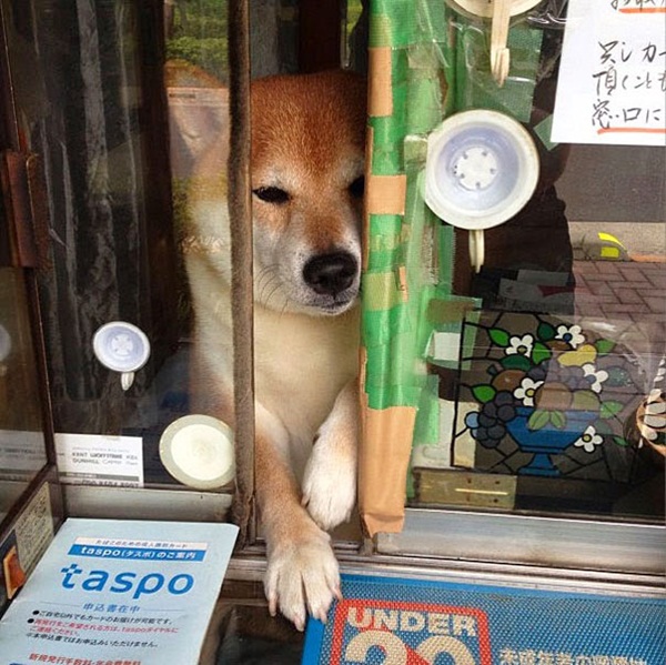 สุนัขชิบะแสนรู้ พ่อค้าตัวเก่งประจำร้านชำในญี่ปุ่น