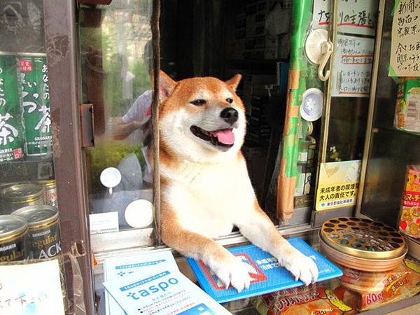 สุนัขชิบะแสนรู้ พ่อค้าตัวเก่งประจำร้านชำในญี่ปุ่น