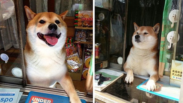 สุนัขชิบะแสนรู้ พ่อค้าตัวเก่งประจำร้านชำในญี่ปุ่น