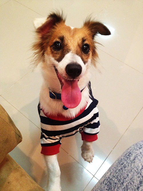 D.I.Y. บ้านโดมสุนัข เสกบ้านน่ารัก ๆ ให้น้องหมา