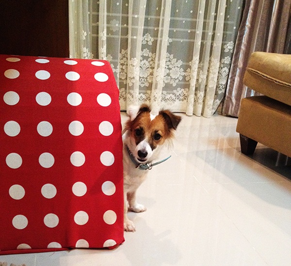 D.I.Y. บ้านโดมสุนัข เสกบ้านน่ารัก ๆ ให้น้องหมา