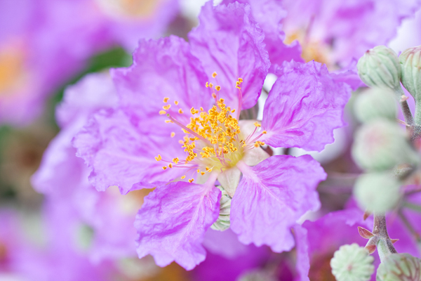 6 สเต็ปซักคราบเปื้อนจากเกสรดอกไม้